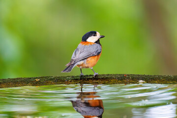 飛び出し飛翔する可愛いヤマガラ（シジュウカラ科）
水盤で水浴びをしている。
英名学名：Varied Tit (Sittiparus varius)
秦野駅近くにある弘法山公園は、浅間山、権現山、弘法山を含む神奈川県立の自然公園。
山頂には野鳥の観察施設「バードサンクチュアリ」がある
神奈川県秦野市- 2025年
