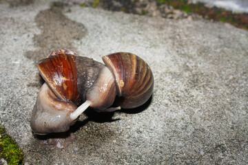 Close-up view of mating snails in nature