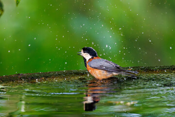 飛び出し飛翔する可愛いヤマガラ（シジュウカラ科）
水盤で水浴びをしている。
英名学名：Varied Tit (Sittiparus varius)
秦野駅近くにある弘法山公園は、浅間山、権現山、弘法山を含む神奈川県立の自然公園。
山頂には野鳥の観察施設「バードサンクチュアリ」がある
神奈川県秦野市- 2025年
