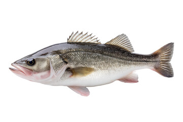 Obraz premium Detailed Photograph of a Complete Sea Bass Fish Displaying Its Unique Features and Colors in High Resolution