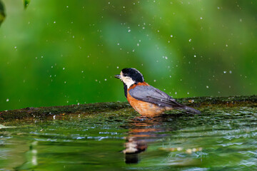 飛び出し飛翔する可愛いヤマガラ（シジュウカラ科）
水盤で水浴びをしている。
英名学名：Varied Tit (Sittiparus varius)
秦野駅近くにある弘法山公園は、浅間山、権現山、弘法山を含む神奈川県立の自然公園。
山頂には野鳥の観察施設「バードサンクチュアリ」がある
神奈川県秦野市- 2025年
