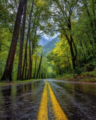 Obraz premium Wet Road Curves Through Lush Green Forest in Smoky Mountains Low Angle Perspective Scenic Drive
