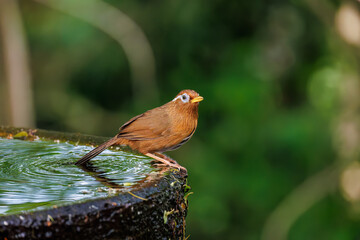 水浴びする可愛いガビチョウ（チメドリ科）
英名学名：Hwamei (family...