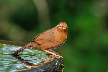 水浴びする可愛いガビチョウ（チメドリ科）
英名学名：Hwamei (family comprising the plovers)
秦野駅近くにある弘法山公園は、浅間山、権現山、弘法山を含む神奈川県立の自然公園。
山頂には野鳥の観察施設「バードサンクチュアリ」がある
神奈川県秦野市- 2025年
