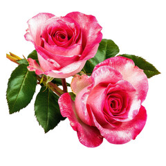 Naklejka premium Vibrant pink and white variegated roses with lush green leaves in full bloom, showcasing natural beauty and floral elegance for decoration or gardening
