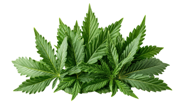 Lush green leaves of marijuana plant are isolated on a bright white background in horizontal orientation.
