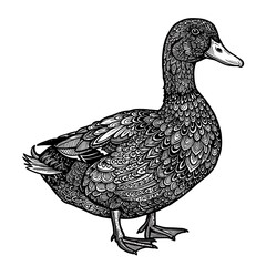 Ornate Avian Majesty