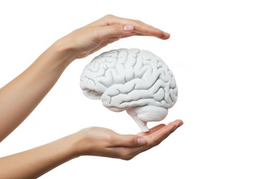 Brain held in hands isolated on transparent background