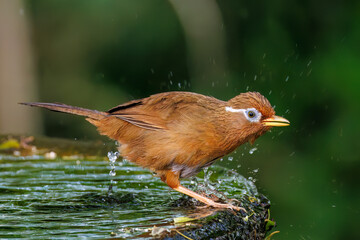 水浴びする可愛いガビチョウ（チメドリ科）
英名学名：Hwamei (family...