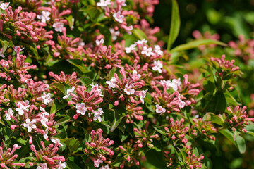 Close-up photo of a pink Taehyun's abelia (Abelia mosanensis), a Korean endemic species, in full bloom in spring