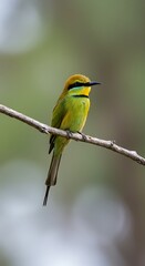 Golden-Crowned Jewel: Forest Sentinel