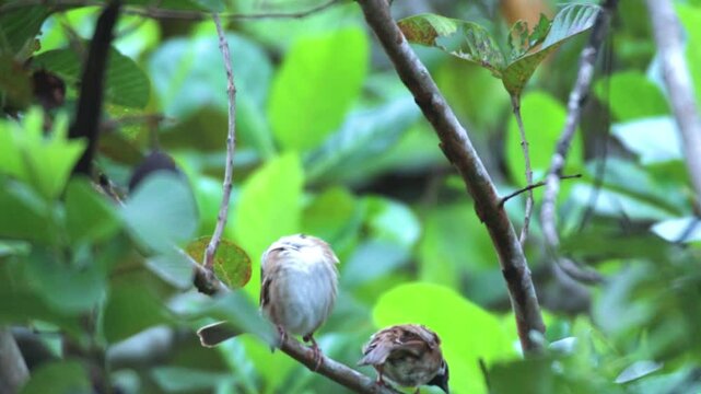 sparrow or small sparrow from the Passeridae family. perched in shady trees with a background of green leaves