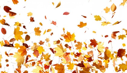 Obraz premium Colorful autumn leaves in vibrant shades of yellow, orange, and red are scattered against a white background, creating a lively seasonal impression