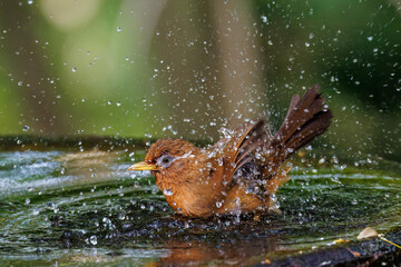 水浴びする可愛いガビチョウ（チメドリ科）
英名学名：Hwamei (family comprising the plovers)
秦野駅近くにある弘法山公園は、浅間山、権現山、弘法山を含む神奈川県立の自然公園。
山頂には野鳥の観察施設「バードサンクチュアリ」がある
神奈川県秦野市- 2025年
