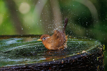 水浴びする可愛いガビチョウ（チメドリ科）
英名学名：Hwamei (family...