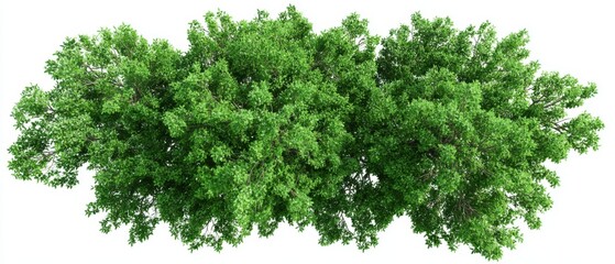 Obraz premium Aerial view of a lush green tree canopy on white background nature photography for design elements and environmental projects