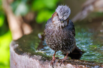 泉で水浴びをする可愛いヒヨドリ（ヒヨドリ科）
英名学名：Brown eared Bulbul (Hypsipetes amaurotis) 
秦野駅近くにある弘法山公園は、浅間山、権現山、弘法山を含む神奈川県立の自然公園。
山頂には野鳥の観察施設「バードサンクチュアリ」がある
神奈川県秦野市- 2025年
