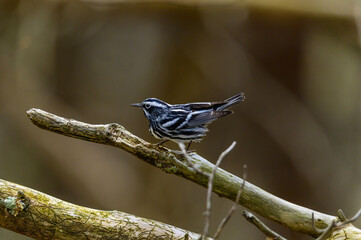Black and White Warbler Close Up at Fort Mountain State Park, near Chatsworth, Georgia.