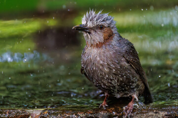 泉で水浴びをする可愛いヒヨドリ（ヒヨドリ科）
英名学名：Brown eared Bulbul (Hypsipetes amaurotis) 
秦野駅近くにある弘法山公園は、浅間山、権現山、弘法山を含む神奈川県立の自然公園。
山頂には野鳥の観察施設「バードサンクチュアリ」がある
神奈川県秦野市- 2025年

