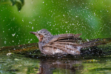泉で水浴びをする可愛いヒヨドリ（ヒヨドリ科）
英名学名：Brown eared Bulbul (Hypsipetes amaurotis) 
秦野駅近くにある弘法山公園は、浅間山、権現山、弘法山を含む神奈川県立の自然公園。
山頂には野鳥の観察施設「バードサンクチュアリ」がある
神奈川県秦野市- 2025年
