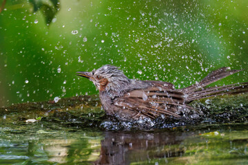 泉で水浴びをする可愛いヒヨドリ（ヒヨドリ科）
英名学名：Brown eared Bulbul (Hypsipetes amaurotis) 
秦野駅近くにある弘法山公園は、浅間山、権現山、弘法山を含む神奈川県立の自然公園。
山頂には野鳥の観察施設「バードサンクチュアリ」がある
神奈川県秦野市- 2025年
