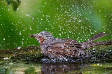 泉で水浴びをする可愛いヒヨドリ（ヒヨドリ科）
英名学名：Brown eared Bulbul (Hypsipetes amaurotis) 
秦野駅近くにある弘法山公園は、浅間山、権現山、弘法山を含む神奈川県立の自然公園。
山頂には野鳥の観察施設「バードサンクチュアリ」がある
神奈川県秦野市- 2025年
