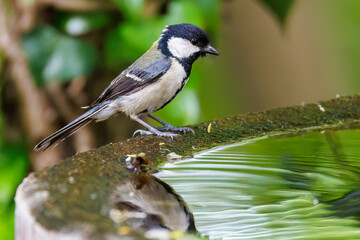 泉で水浴びする可愛いシジュウカラ（シジュウカラ科）の幼鳥
英名学名：Japanese Tit (Parus minor) 
秦野駅近くにある弘法山公園は、浅間山、権現山、弘法山を含む神奈川県立の自然公園。
山頂には野鳥の観察施設「バードサンクチュアリ」がある
神奈川県秦野市- 2025年
