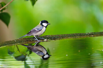 Fototapeta premium 泉で水浴びする可愛いシジュウカラ（シジュウカラ科）の幼鳥 英名学名：Japanese Tit (Parus minor) 秦野駅近くにある弘法山公園は、浅間山、権現山、弘法山を含む神奈川県立の自然公園。 山頂には野鳥の観察施設「バードサンクチュアリ」がある 神奈川県秦野市- 2025年 