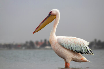African wild birds. A lone white pelican on a blue lagoon on a sunny day