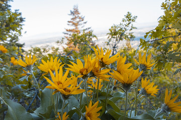 Spring Sunrise Yellow Wildflowers Hiking Trail Ogden Utah