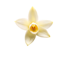 White Daffodil Flower
