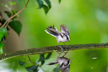 Obraz premium 飛び回る可愛いエナガ（エナガ科）の群れ 水盤で水浴びをしている。 英名学名：long tailed tit (Aegithalos caudatus) 秦野駅近くにある弘法山公園は、浅間山、権現山、弘法山を含む神奈川県立の自然公園。 山頂には野鳥の観察施設「バードサンクチュアリ」がある 神奈川県秦野市- 2025年 