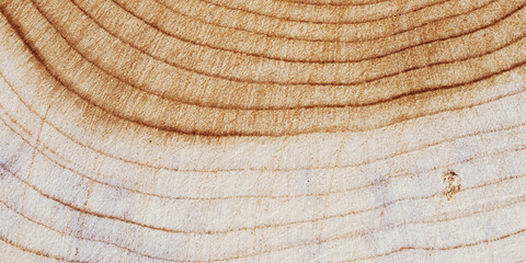 Wooden annual rings texture natural background, waves shape of timber tree as minimal nature pattern, banner. Cross-section of juniper. Wood texture eco-friendly, organic or rustic aesthetics.