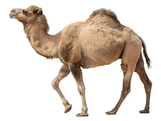 Side View of a Dromedary Camel Isolated on transparent background cutout, PNG file, Cutout file