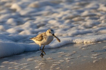 Sanderling bird foraging on a sandy beach as ocean waves gently roll in