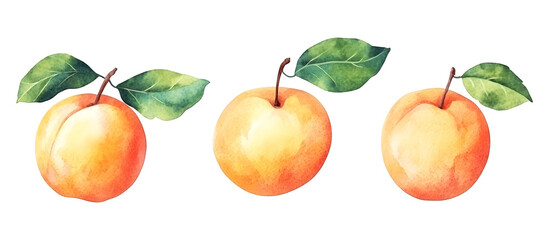 Fresh apricot watercolor illustration with green leaves isolated on transparent background