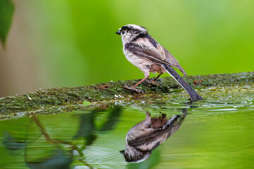 飛び回る可愛いエナガ（エナガ科）の群れ
水盤で水浴びをしている。
英名学名：long tailed tit (Aegithalos caudatus)
秦野駅近くにある弘法山公園は、浅間山、権現山、弘法山を含む神奈川県立の自然公園。
山頂には野鳥の観察施設「バードサンクチュアリ」がある
神奈川県秦野市- 2025年
