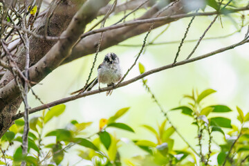 飛び回る可愛いエナガ（エナガ科）の群れ
水盤で水浴びをしている。
英名学名：long tailed tit (Aegithalos caudatus)
秦野駅近くにある弘法山公園は、浅間山、権現山、弘法山を含む神奈川県立の自然公園。
山頂には野鳥の観察施設「バードサンクチュアリ」がある
神奈川県秦野市- 2025年
