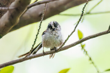 Obraz premium 飛び回る可愛いエナガ（エナガ科）の群れ 水盤で水浴びをしている。 英名学名：long tailed tit (Aegithalos caudatus) 秦野駅近くにある弘法山公園は、浅間山、権現山、弘法山を含む神奈川県立の自然公園。 山頂には野鳥の観察施設「バードサンクチュアリ」がある 神奈川県秦野市- 2025年 