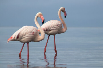 Two majestic African flamingos walk beside a blue lagoon under a radiant sky—graceful silhouettes in the heart of the wild