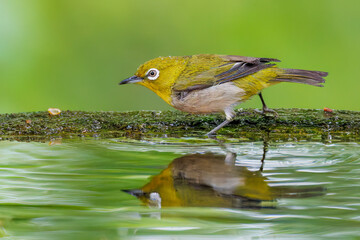 可愛いメジロ（メジロ科）
英名学名：Japanese White Eye, Zosterops Japonica (family Mejiroidea).
水盤で水浴びをしている。
秦野駅近くにある弘法山公園は、浅間山、権現山、弘法山を含む神奈川県立の自然公園。
山頂には野鳥の観察施設「バードサンクチュアリ」がある
神奈川県秦野市- 2025年
