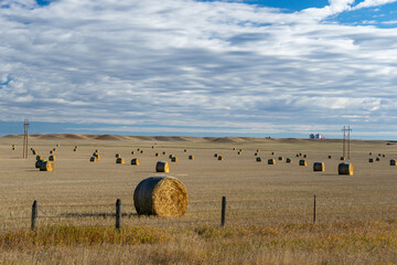 hay bales in the field