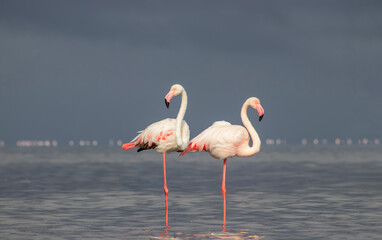 Two majestic African flamingos walk beside a blue lagoon under a radiant sky—graceful silhouettes in the heart of the wild