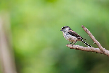 飛び回る可愛いエナガ（エナガ科）の群れ
水盤で水浴びをしている。
英名学名：long tailed tit (Aegithalos caudatus)
秦野駅近くにある弘法山公園は、浅間山、権現山、弘法山を含む神奈川県立の自然公園。
山頂には野鳥の観察施設「バードサンクチュアリ」がある
神奈川県秦野市- 2025年

