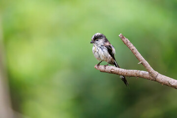 飛び回る可愛いエナガ（エナガ科）の群れ
水盤で水浴びをしている。
英名学名：long tailed tit (Aegithalos caudatus)
秦野駅近くにある弘法山公園は、浅間山、権現山、弘法山を含む神奈川県立の自然公園。
山頂には野鳥の観察施設「バードサンクチュアリ」がある
神奈川県秦野市- 2025年
