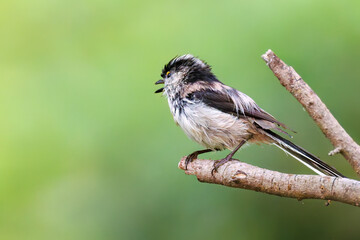 飛び回る可愛いエナガ（エナガ科）の群れ
水盤で水浴びをしている。
英名学名：long tailed tit (Aegithalos caudatus)
秦野駅近くにある弘法山公園は、浅間山、権現山、弘法山を含む神奈川県立の自然公園。
山頂には野鳥の観察施設「バードサンクチュアリ」がある
神奈川県秦野市- 2025年
