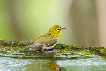 可愛いメジロ（メジロ科）
英名学名：Japanese White Eye, Zosterops Japonica (family...