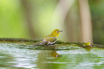 可愛いメジロ（メジロ科）
英名学名：Japanese White Eye, Zosterops Japonica (family Mejiroidea).
水盤で水浴びをしている。
秦野駅近くにある弘法山公園は、浅間山、権現山、弘法山を含む神奈川県立の自然公園。
山頂には野鳥の観察施設「バードサンクチュアリ」がある
神奈川県秦野市- 2025年
