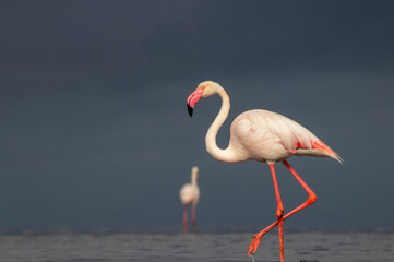 Wild African flamingos walk gracefully by a shimmering blue lagoon under a brilliant sky—pure beauty of nature in motion