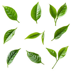 Vibrant green tea leaves on a multicolored striped background a striking visual design